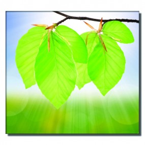 Tranh dán tường Lá Mai Non